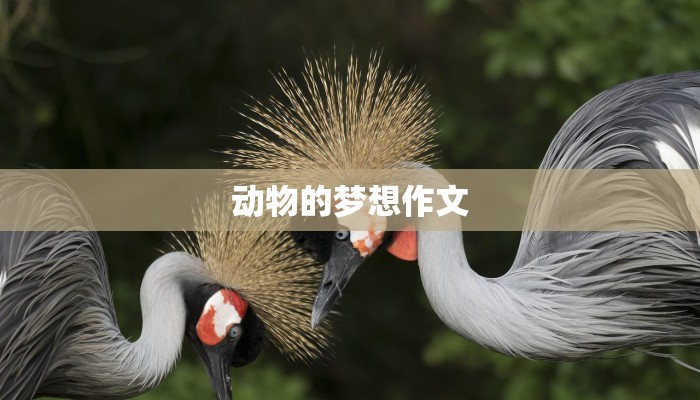 动物的梦想作文