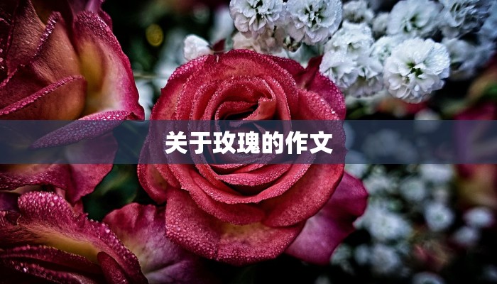 关于玫瑰的作文
