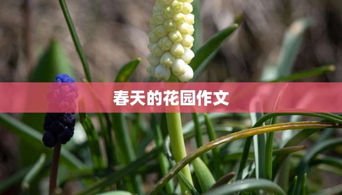 春天的花园作文